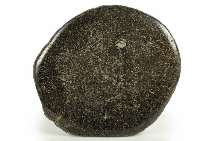 Polished Iguanodon Vertebra Slab - Isle Of Wight #316856